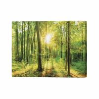 GREEN FOREST BEAUTY PRINT 40X26IN