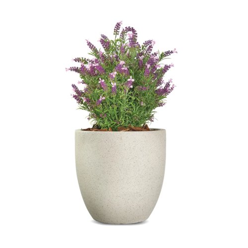 Vistafolia French Lavender Bush Pink FLB-PNK Vistafolia French Lavender Bush Pink FLB-PNK
