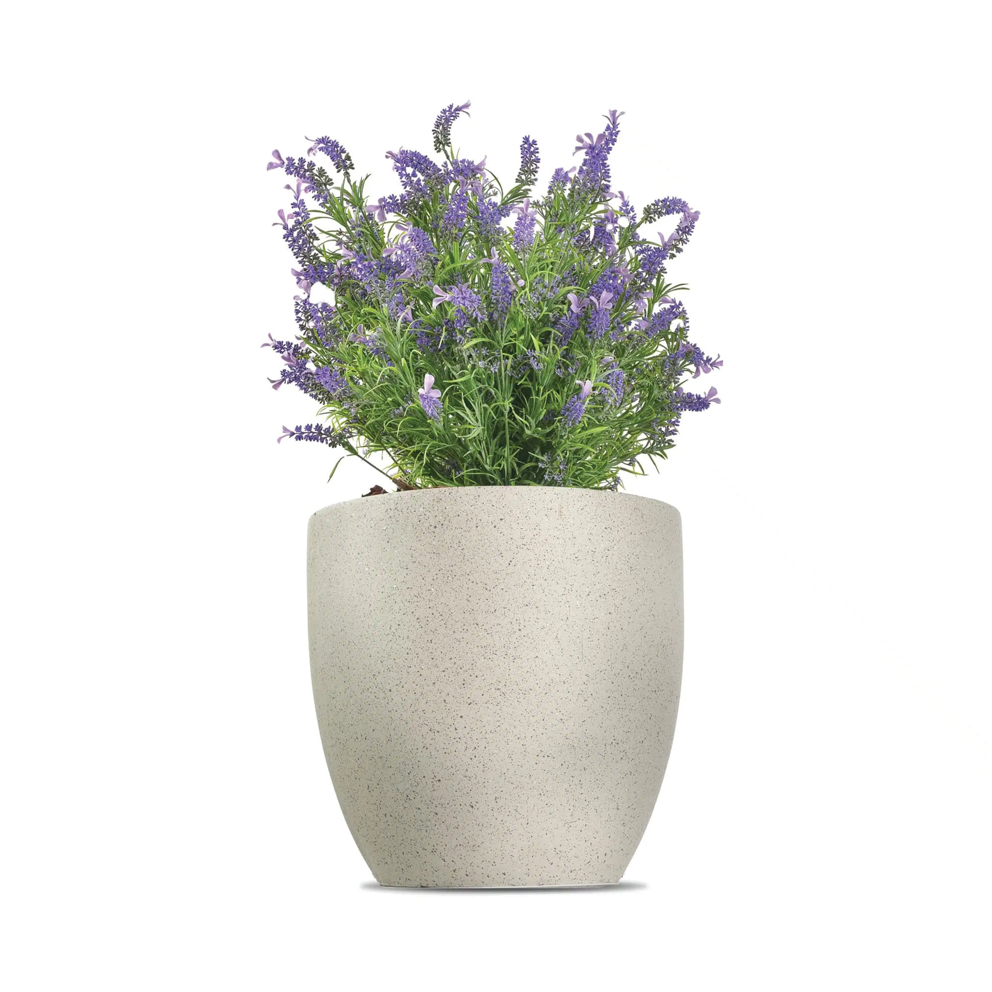 FRENCH LAVENDER BUSH PURPLE