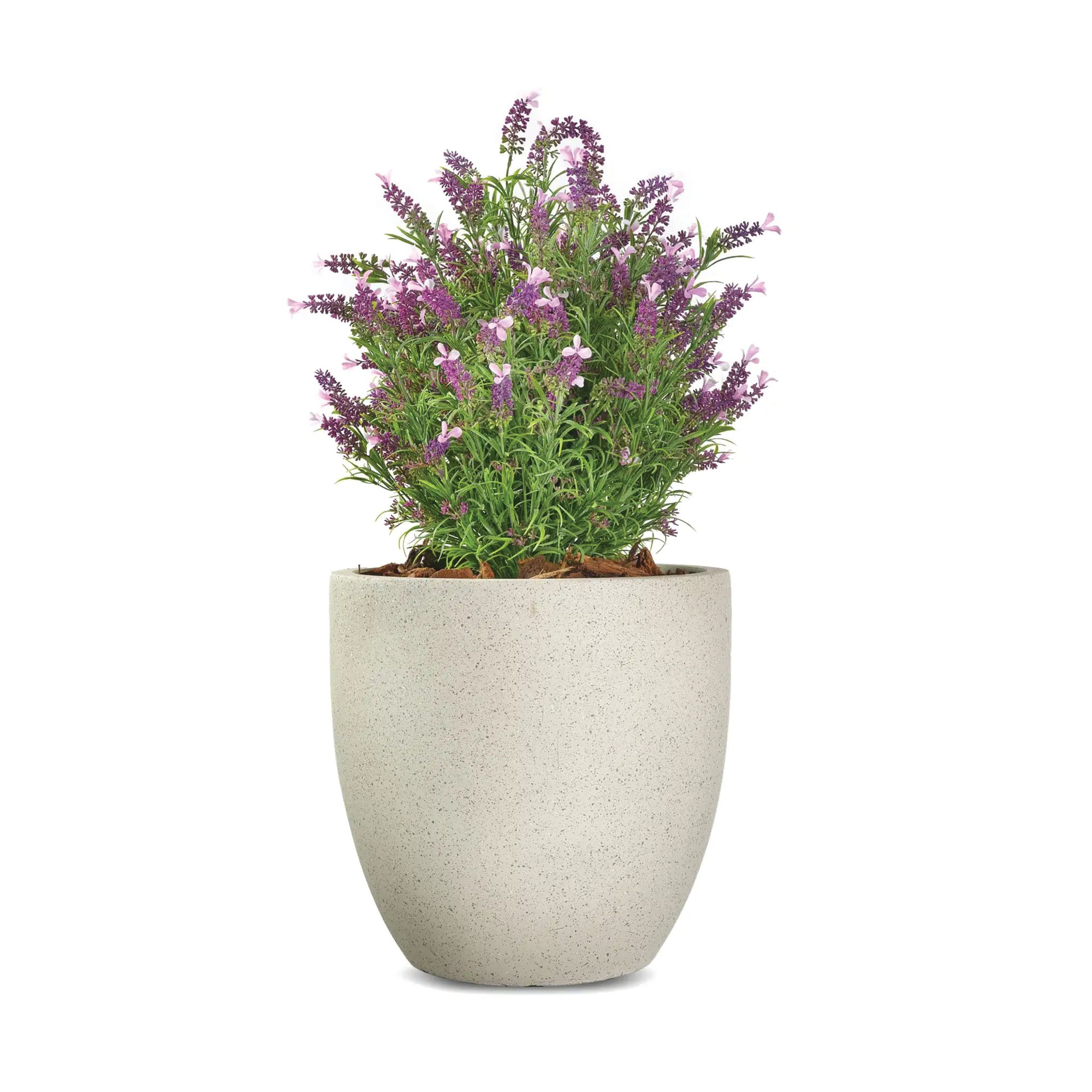 FRENCH LAVENDER BUSH PINK