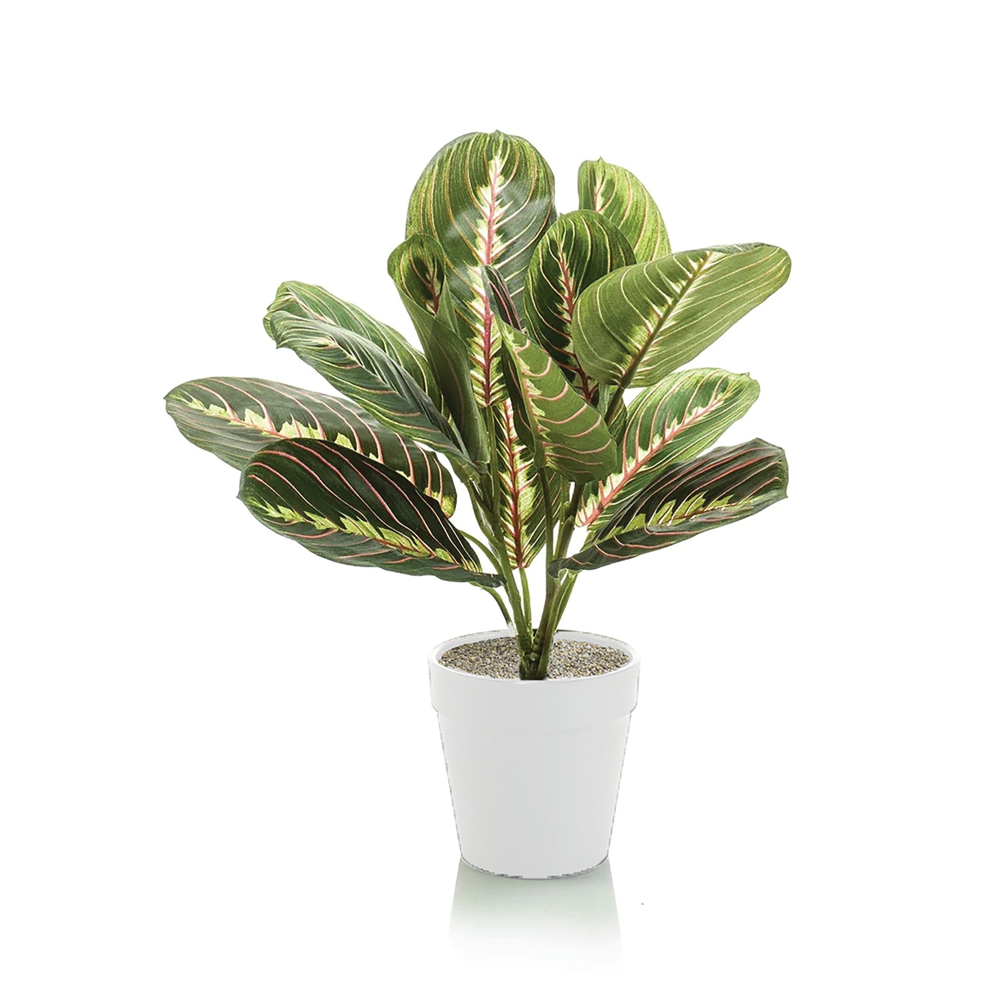 TABLETOP MARANTA BUSH LAVA PLANTER