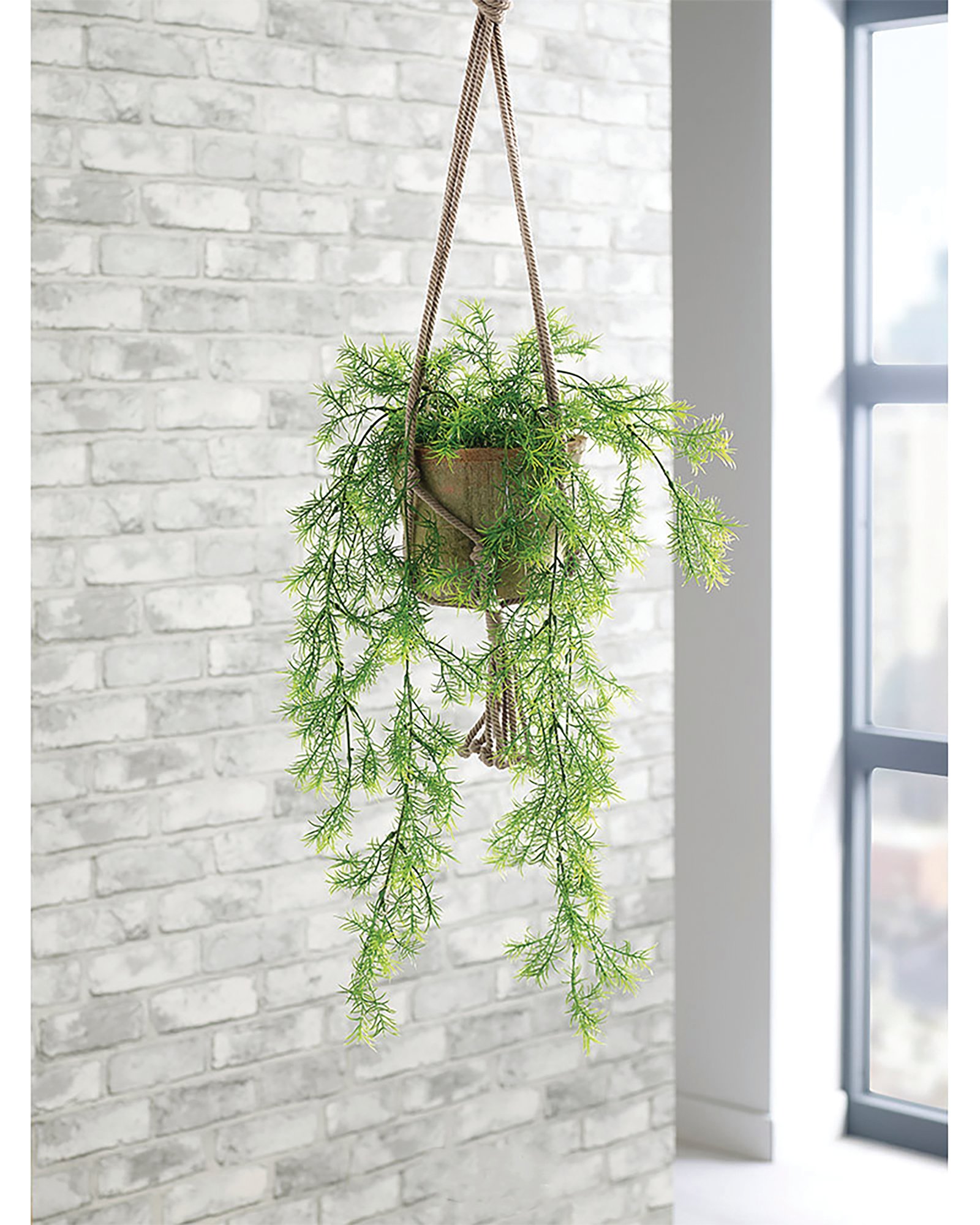 TRAIING ASPARAGUS FERN TERRACOTTAPOT