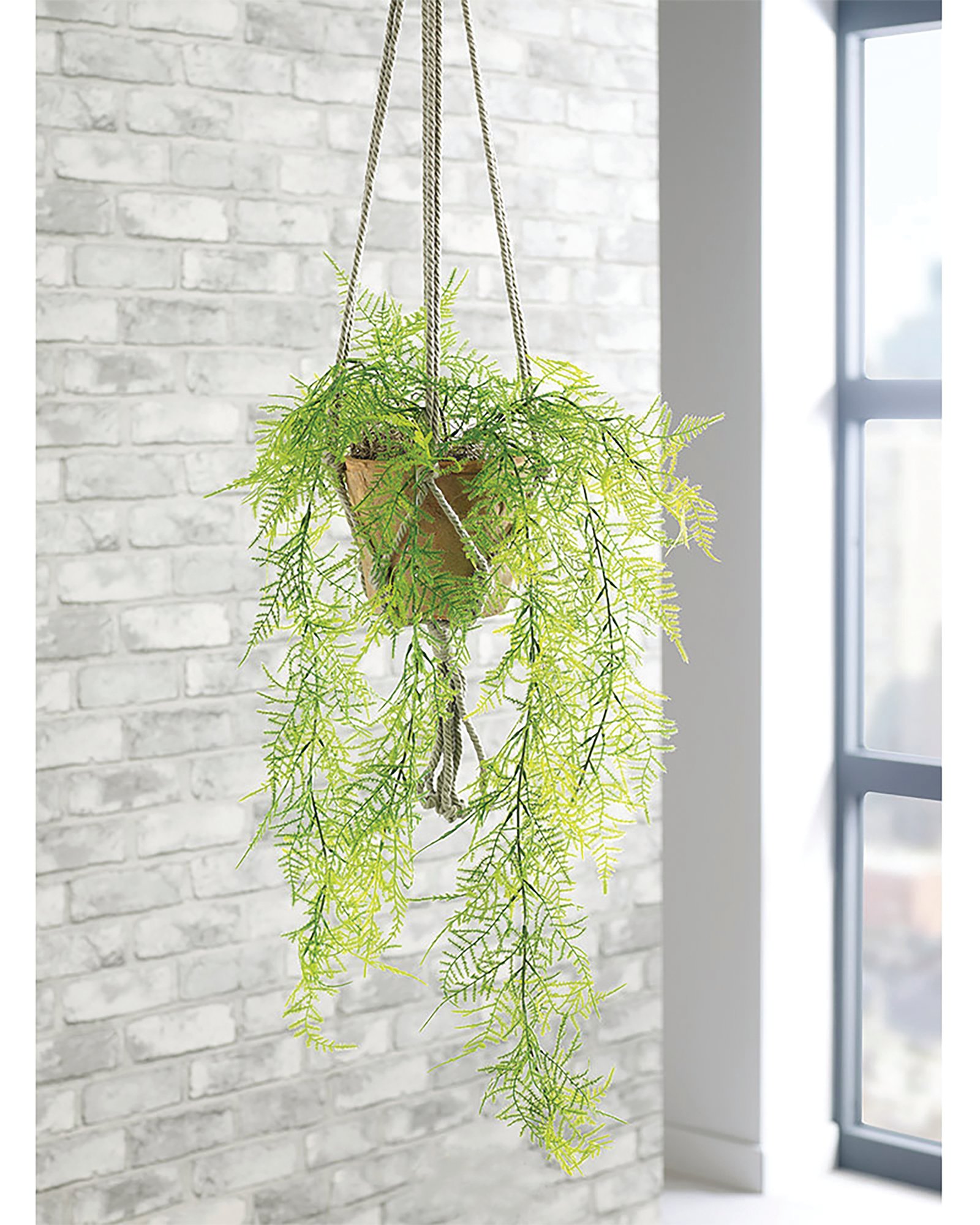 TRAILING EMERALD FERN TERRACOTTA POT