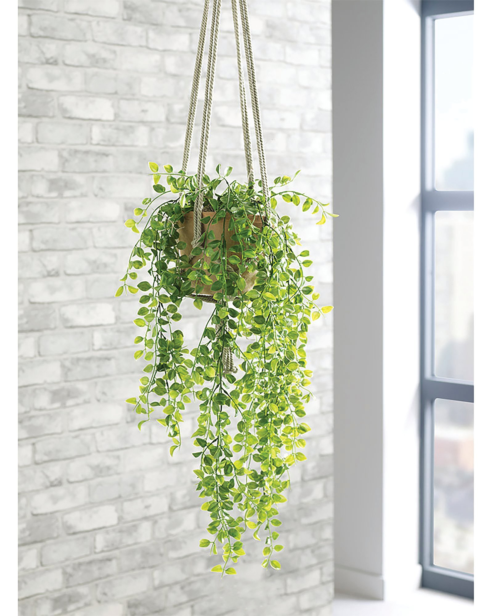 TRAILING FICUS PUMILA TERRACOTTA POT